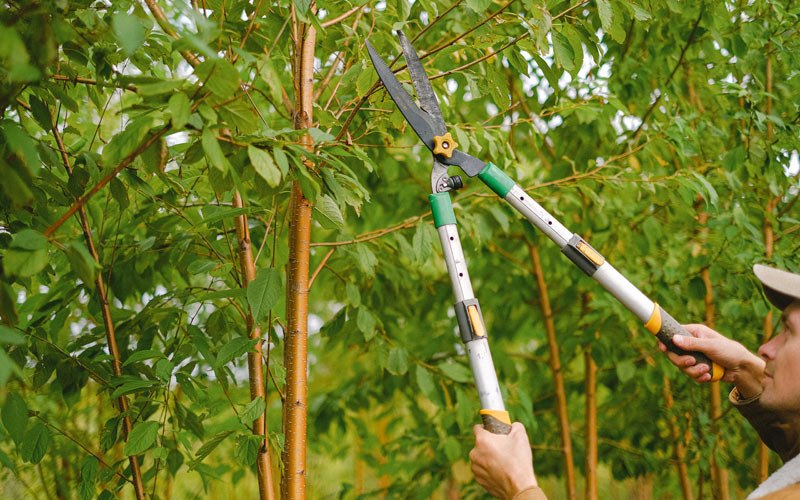 Tree trimming in Quinwood, WV